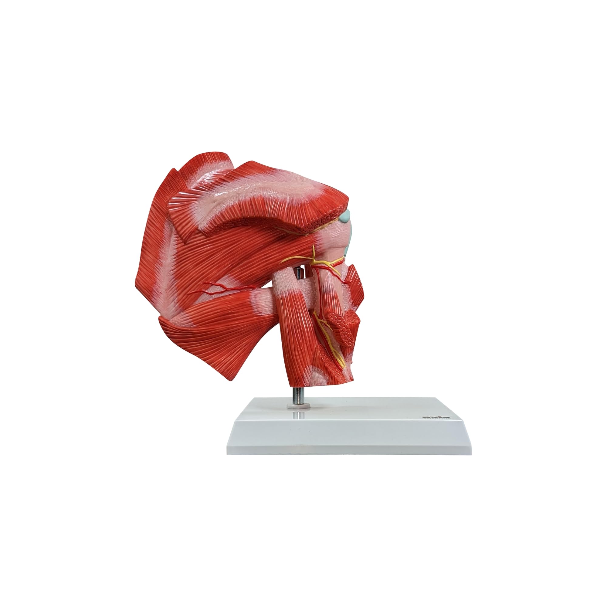 Amazon.com: Axis Scientific Life-Size Muscled Shoulder Joint Model
